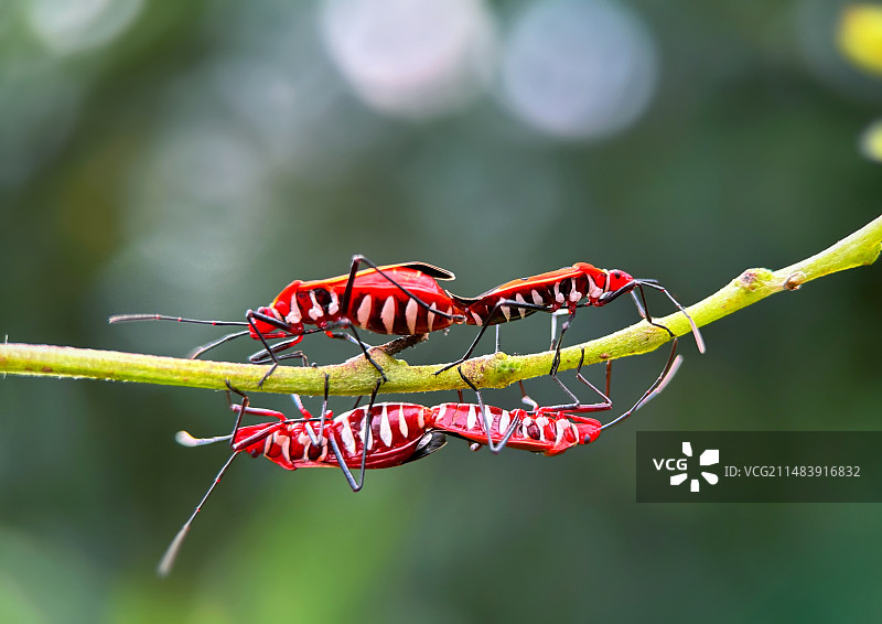 爱情路上不堵车（红蝽）图片素材
