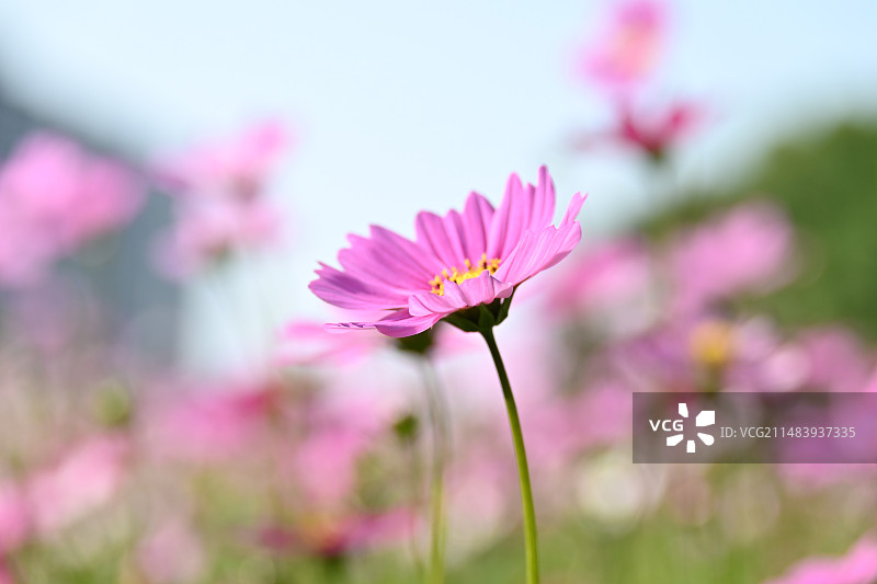 向阳而生图片素材