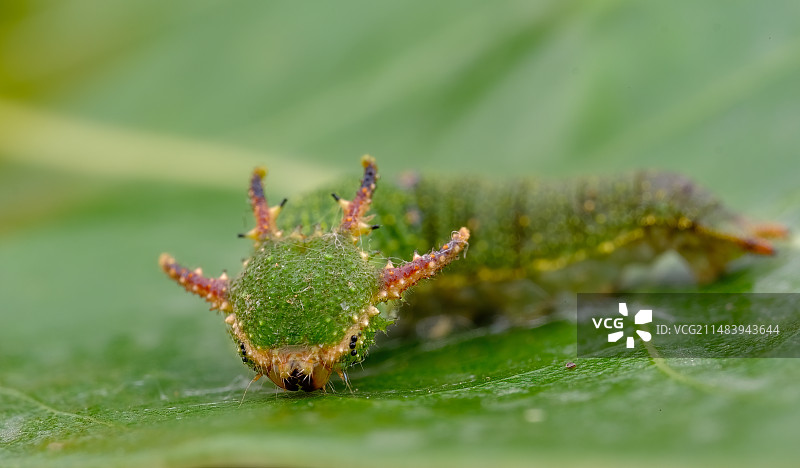 小青龙图片素材