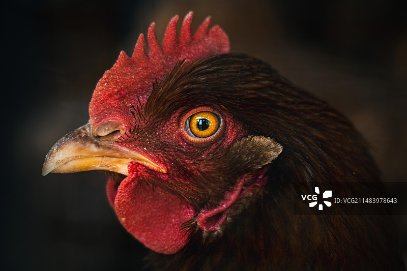 鸡的特写镜头图片素材