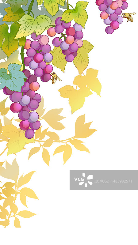 葡萄插画图片素材
