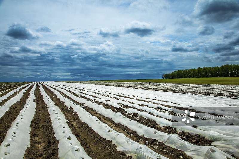 三江湿地平原覆膜大地图片素材