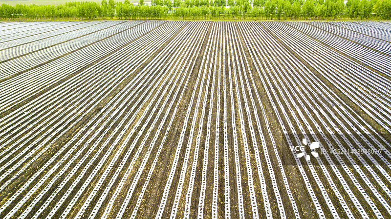 三江湿地平原覆膜大地图片素材