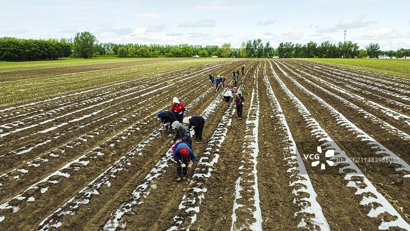 三江湿地平原覆膜大地图片素材
