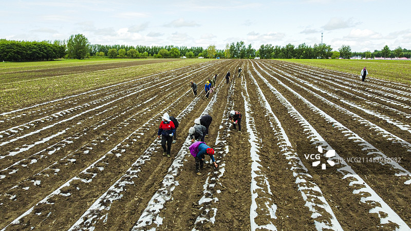 三江湿地平原覆膜大地图片素材