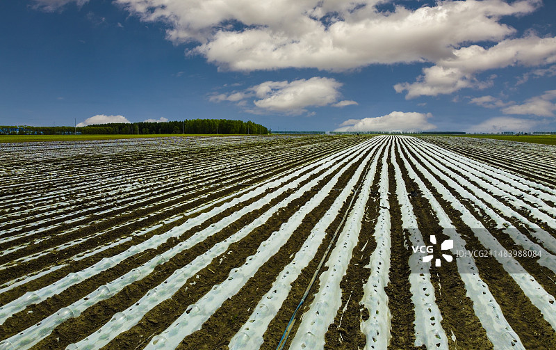 三江湿地平原覆膜大地图片素材