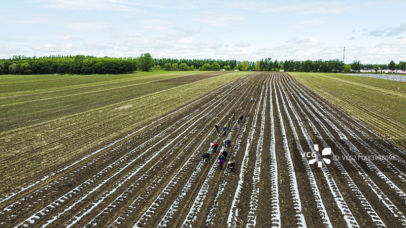 三江湿地平原覆膜大地图片素材