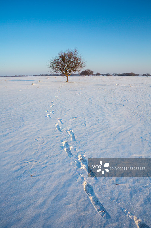 日出时分雪地上的脚印图片素材