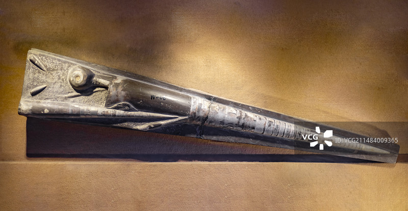 直角石 中国地质博物馆常州中华恐龙馆图片素材