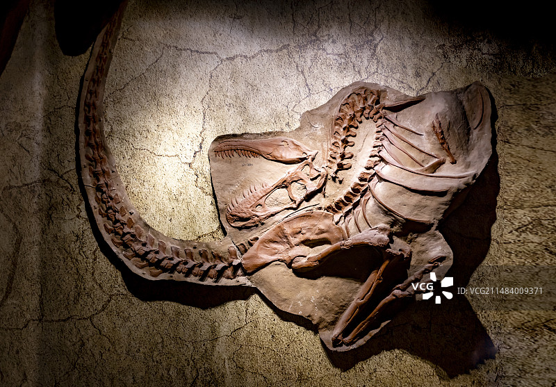 艾伯塔龙 中国地质博物馆常州中华恐龙馆图片素材