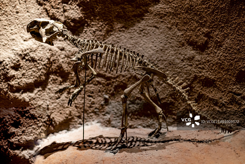 鹦鹉嘴龙 早白垩世 中国地质博物馆常州中华恐龙馆图片素材