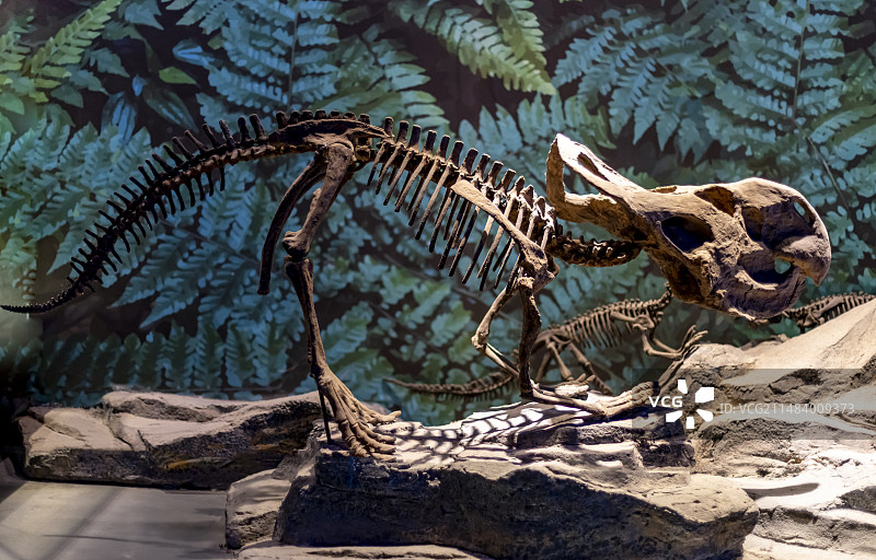 安氏原角龙 晚白垩世 中国地质博物馆常州中华恐龙馆图片素材