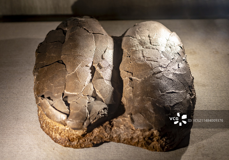 恐龙蛋 中国地质博物馆常州中华恐龙馆图片素材