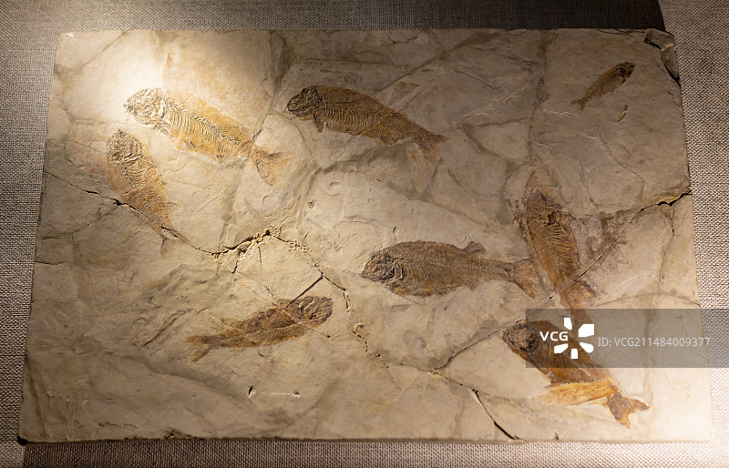 狼鳍鱼 中国地质博物馆常州中华恐龙馆图片素材