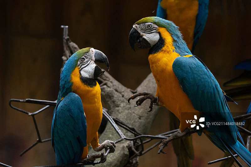 南宁动物园鸟类摄影图片素材