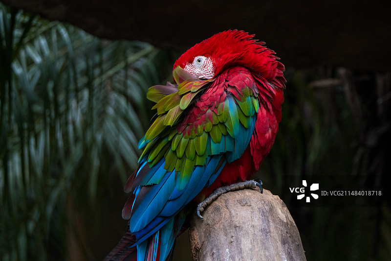 南宁动物园站立的鸟图片素材