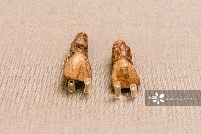 元谋人上门齿(复制品)(旧石器时代早期)中国国家博物馆藏图片素材