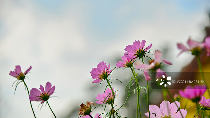 天空中粉红色宇宙花的特写镜头，成都周边著名旅游目的地，石象湖图片素材