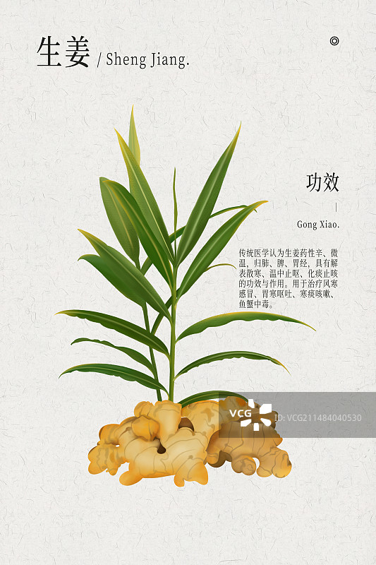 生姜植物中医药材手绘插画竖构图模版图片素材