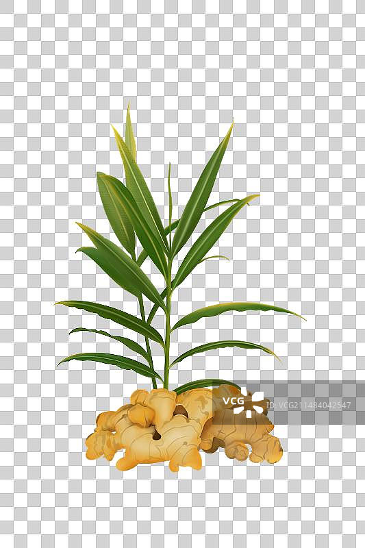 中医药材中药生姜手绘插画元素竖构图图片素材