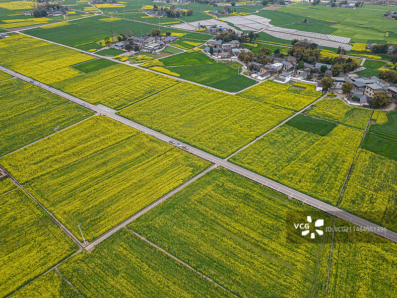 航拍四川德阳广汉高坪镇西高万亩油菜花基地春天图片素材