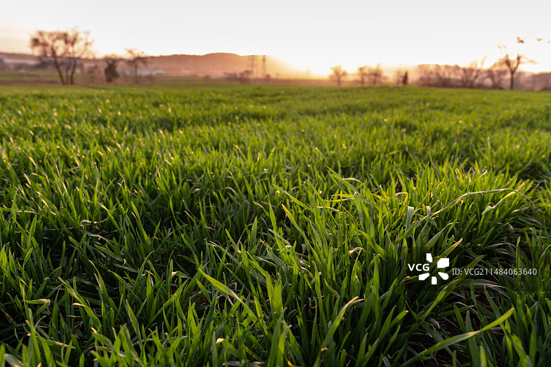 乡村农作物庄稼绿色田园小麦图片素材