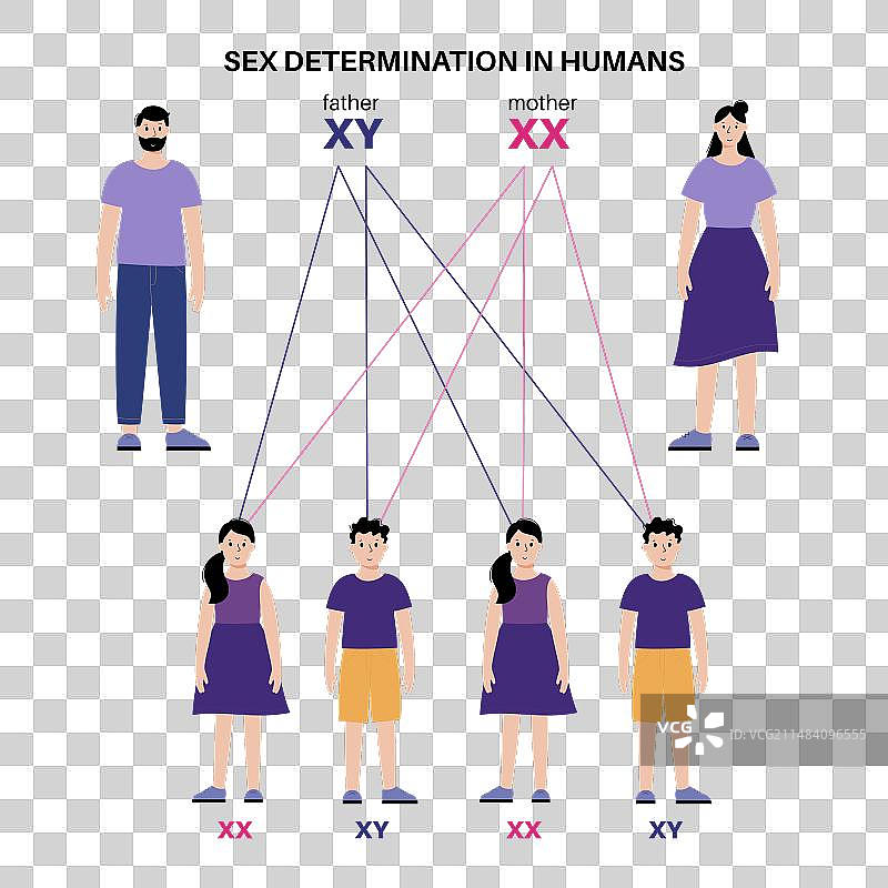 人类的性别决定图片素材
