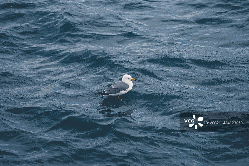 等待喂食的海鸥图片素材