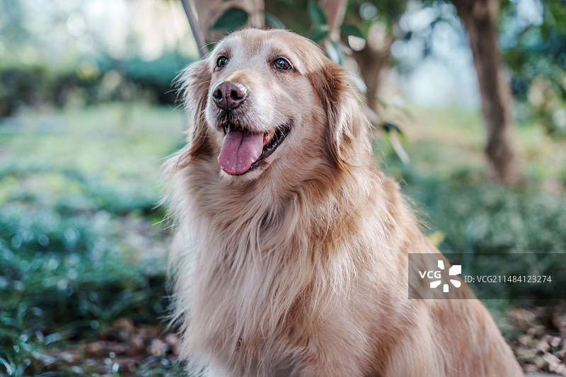 狗向别处看的特写镜头图片素材