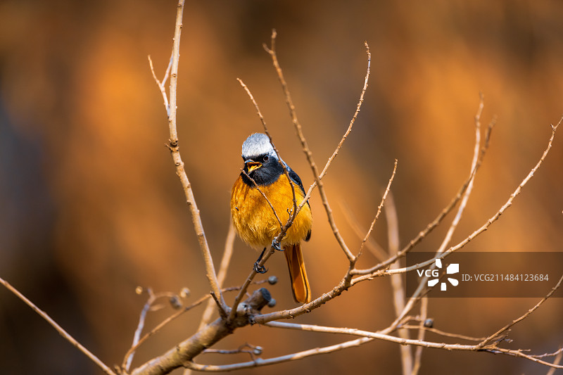 北红尾鸲在树枝上的特写镜头图片素材