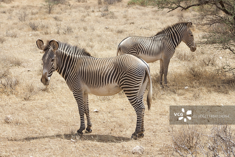 肯尼亚 动物大迁徙 斑马 断角羚羊图片素材