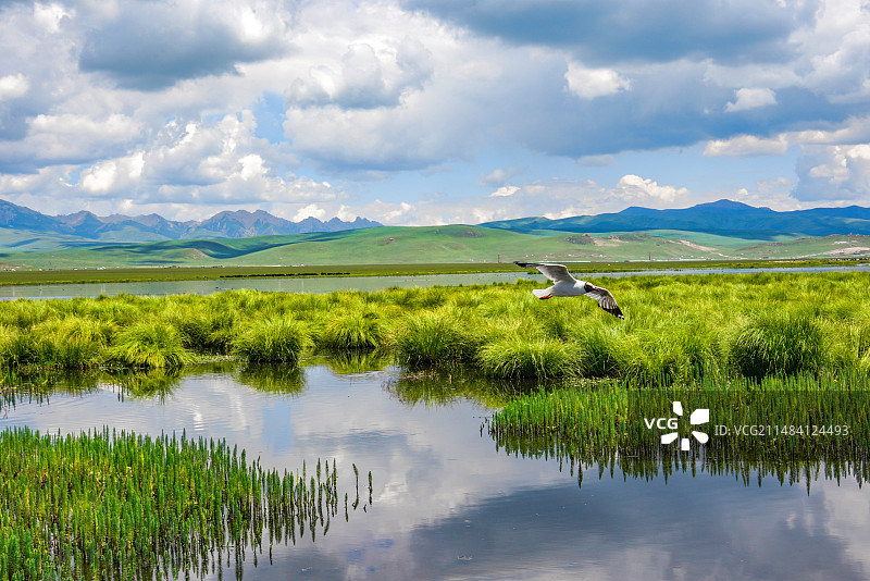 草原花湖水鸟图片素材