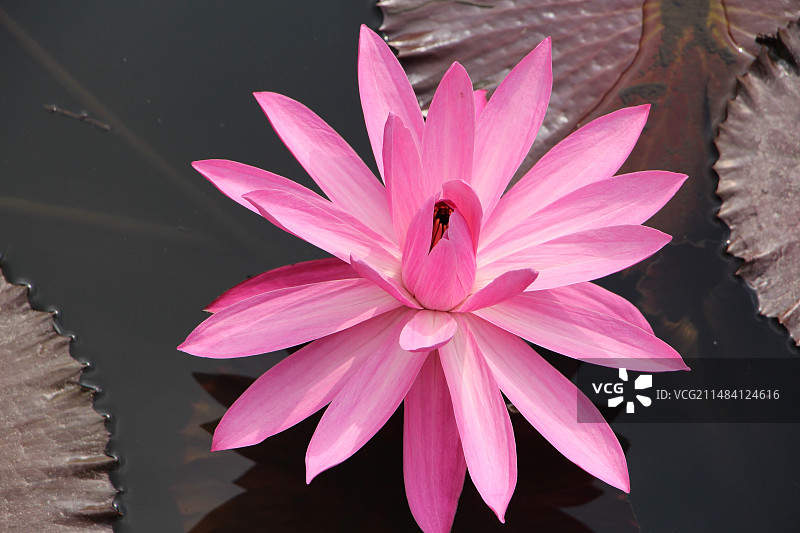 湖中粉红色睡莲的特写镜头图片素材