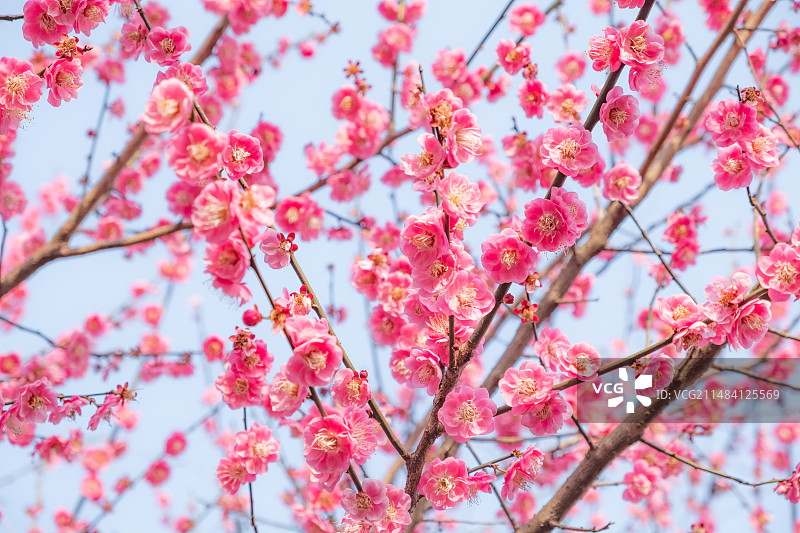 杭州半山国家森林公园枝头的梅花图片素材