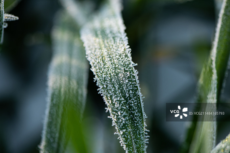 冬季下霜霜降的叶子图片素材