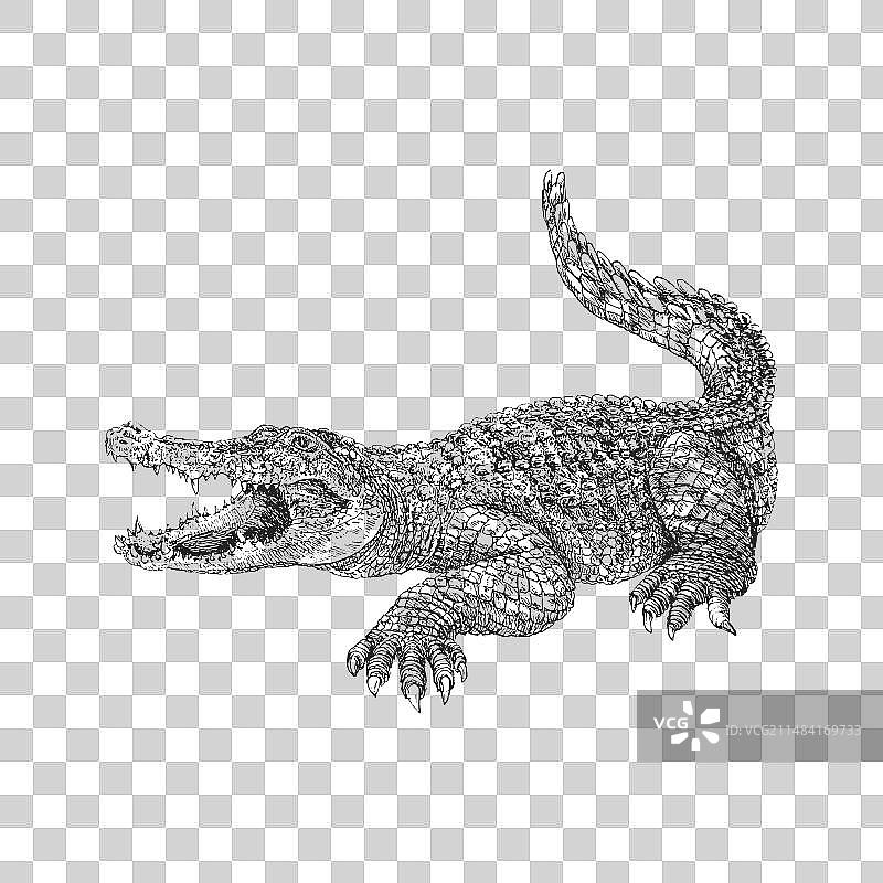 复古手绘鳄鱼草图图片素材