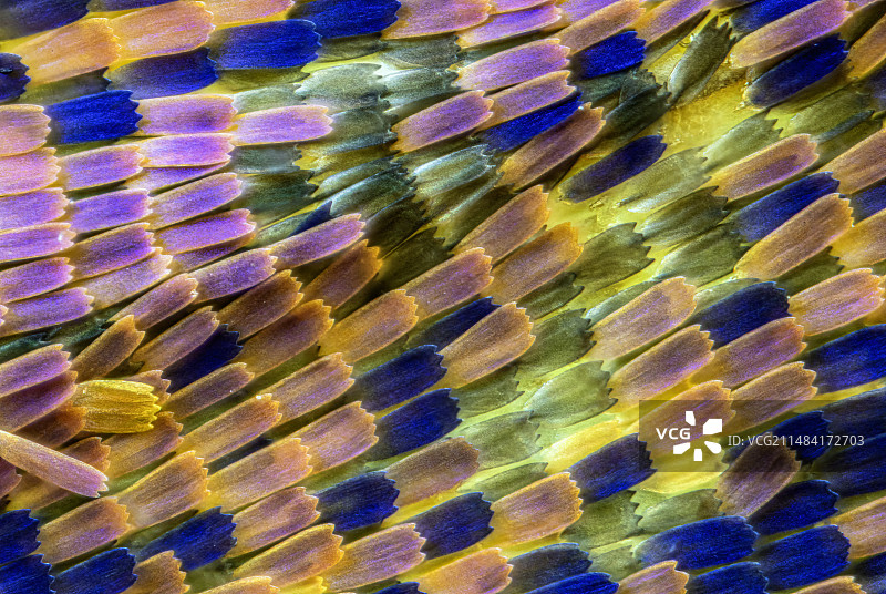 小紫蛱蝶翅膀鳞片特写，x35图片素材