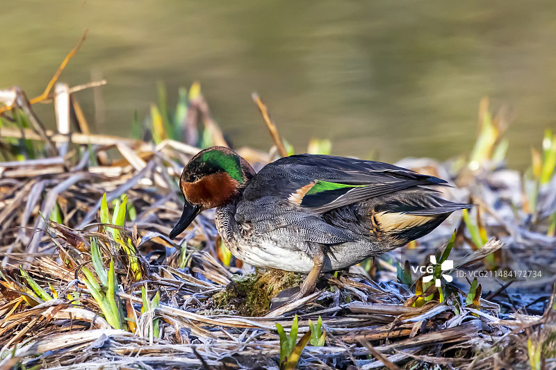 雄性 Common Teal 站在摩泽尔河岸边结冰的池塘边，法国洛林蓬阿穆松附近图片素材