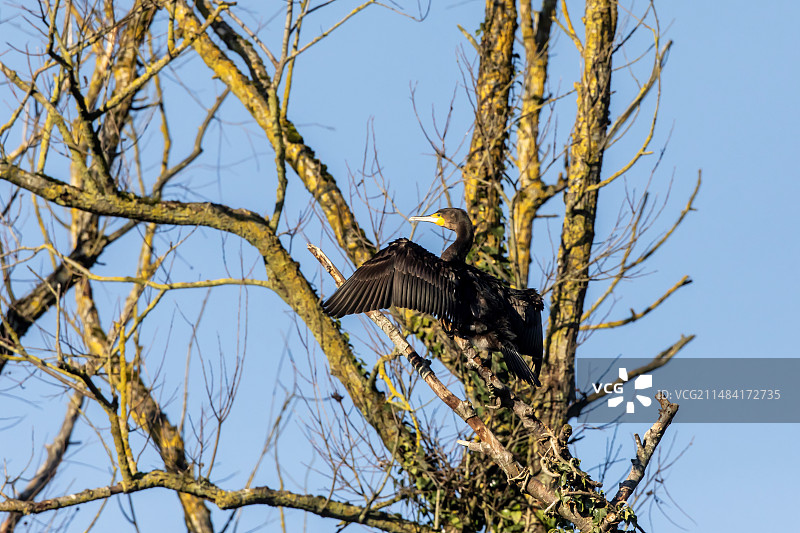 普通鸬鹚成鸟在法国洛林摩泽尔河畔的树上张开翅膀晾干羽毛图片素材