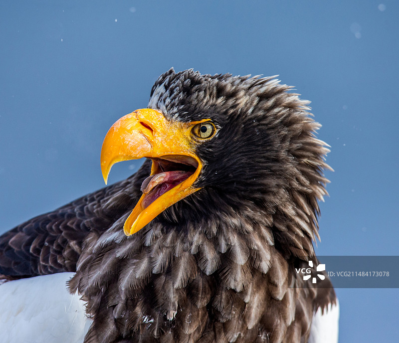 虎头海雕特写，摄于日本北海道知床国家公园图片素材