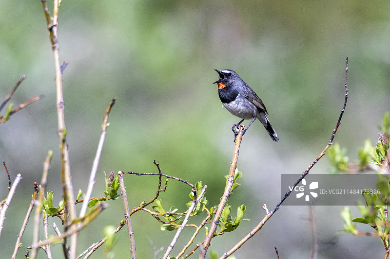 白尾红宝石喉鸟，那伦地区，吉尔吉斯斯坦图片素材