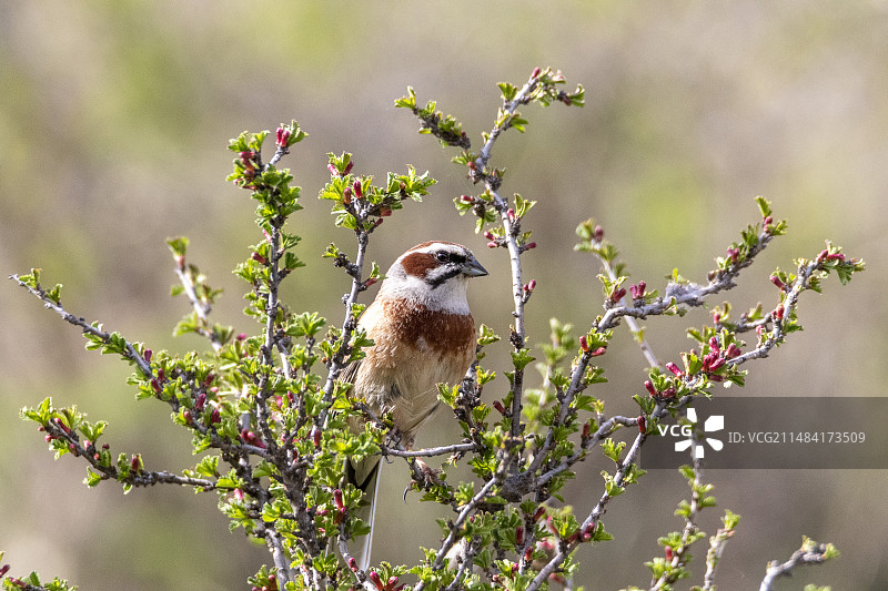 吉尔吉斯斯坦贾拉拉巴德州托克托古尔的草地鹀图片素材