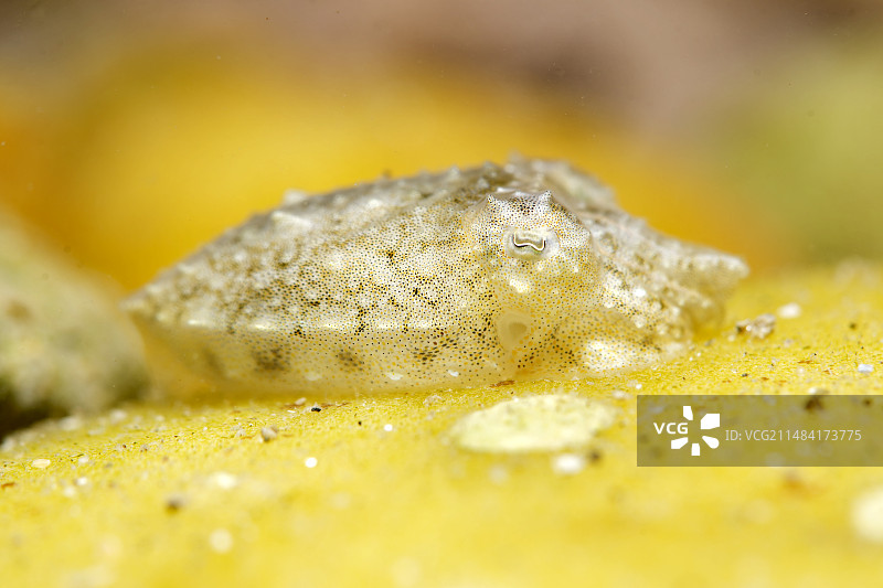 刚孵化的墨鱼，法国奥莱龙岛图片素材