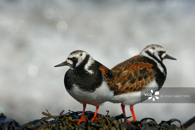 繁殖羽毛的翻石鹬，挪威罗弗敦群岛图片素材