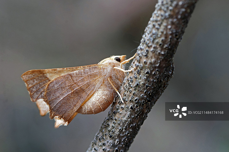 木材上的Ennomos fuscantaria蛾（侧视），法国洛特-加龙省图片素材