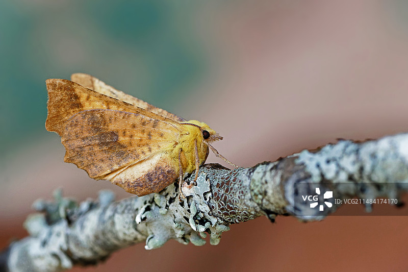 榆绿尺蛾，栖息在木头上的飞蛾，侧视图，洛特-加龙省，法国图片素材