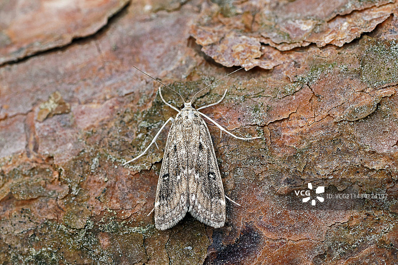 螟蛾，木上的中国环纹螟蛾（Parapoynx stratoria），法国洛特-加龙省，俯视图图片素材