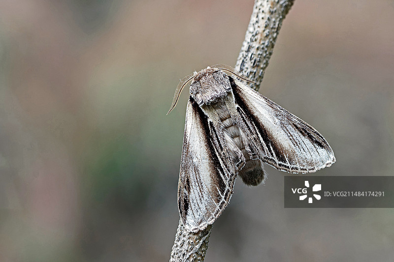 木材上的显著燕蛾（毒蛾），顶部视角，法国洛特-加龙省图片素材