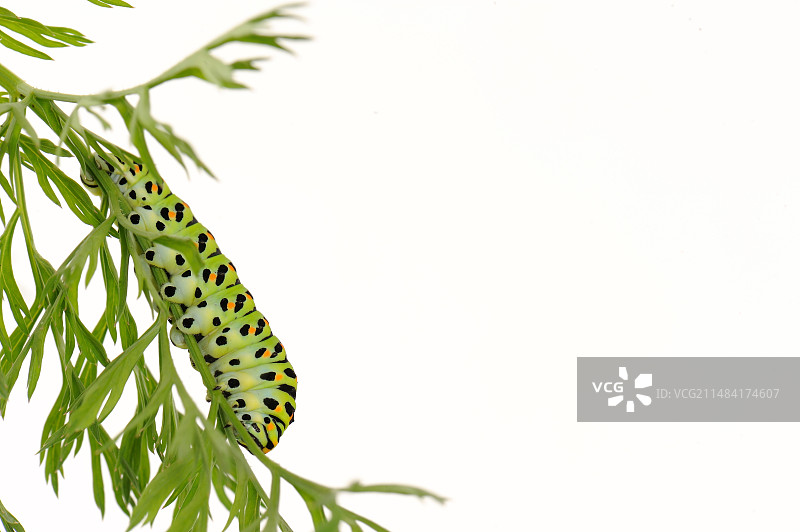 胡萝卜叶上的燕尾蝶毛虫图片素材