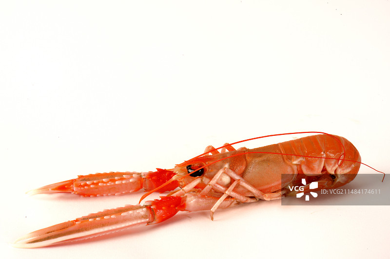 白色背景下的挪威海螯虾图片素材